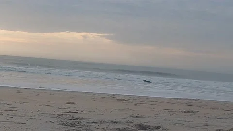 Dog playing with the waves at the beach Stock Footage 155901184