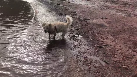 Dog playing in waves, lake Video stock 169353929