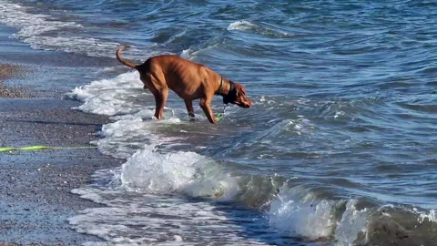 Dog playing with the waves on the seashore Stock Footage 273068192