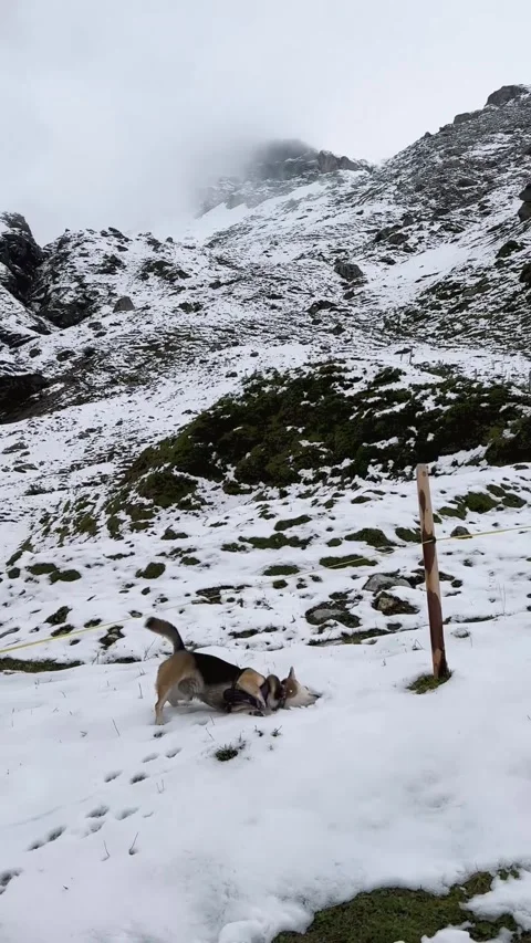 Dog Playing Wildly in the Snow. Stock Footage 328462282