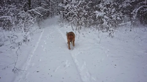 Dog playing in winter forest Stock Footage 83633337