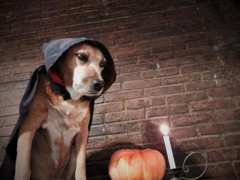 Dog playing witch Stock Photos