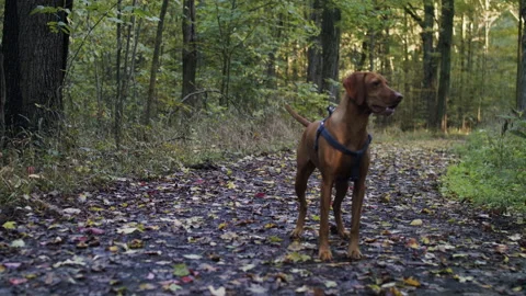 A dog playing in the woods Stock Footage 137758110