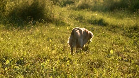 A dog playing in the woods at sunset 動画素材 76614002
