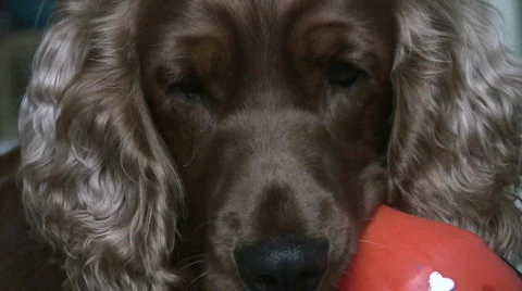 Dog playing2 Video stock 488742