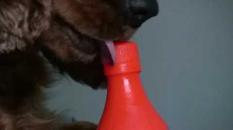 Dog playing3 Video stock 490526