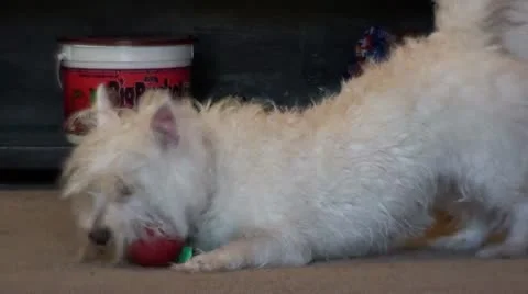 Dog Plays with ball Stock Footage 11128233