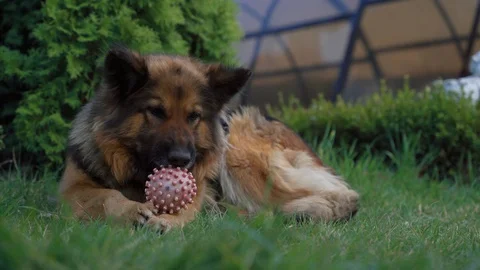 Dog plays with ball in the yard Stock Footage 129275047