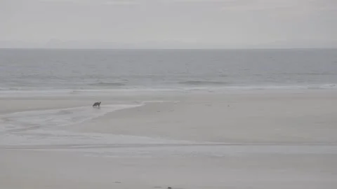 A dog plays on a beach Stock Footage 159421712