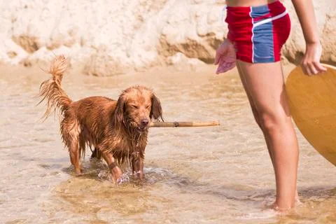 Dog Plays on the Beach Stock Photos