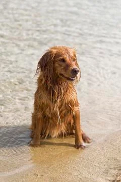 Dog Plays on the Beach Foto stock