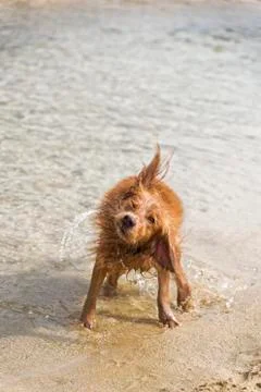 Dog Plays on the Beach Stock Photos