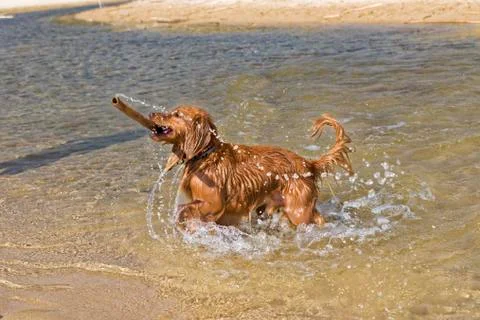 Dog Plays on the Beach Stock Photos