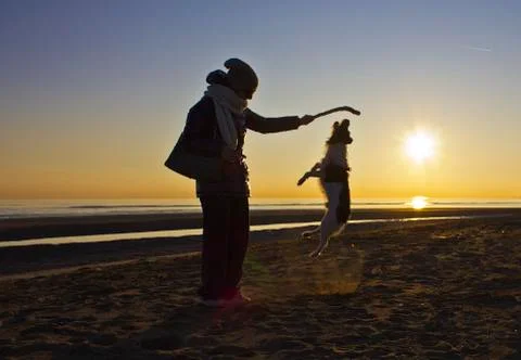 Dog plays on the beach in winter at sunset, jumping to get a stick Stock Photos