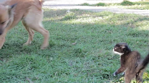 Dog plays with a cat Stock Footage 56609071