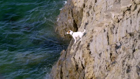 DOG PLAYS ON A CLIFF Video stock 160628826