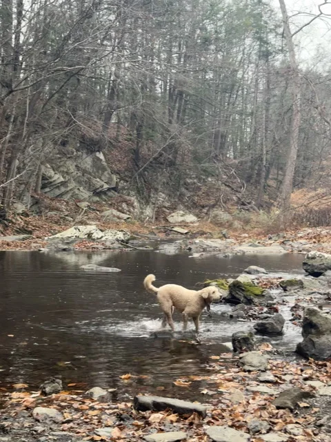 Dog Plays in a cold Forest River on a Chilly Autumn Day Stock Footage 316790969