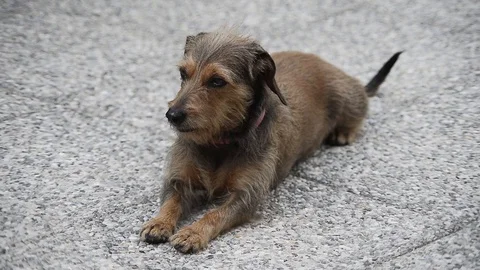 Dog plays in the courtyard Stock Footage 88730833
