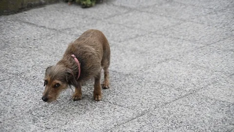 Dog plays in the courtyard Stock Footage 88730949