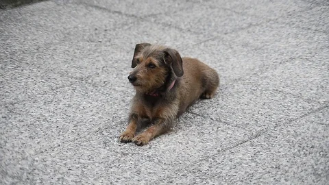 Dog plays in the courtyard Stock Footage 88731039