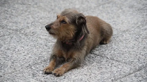 Dog plays in the courtyard Stock Footage 88918838