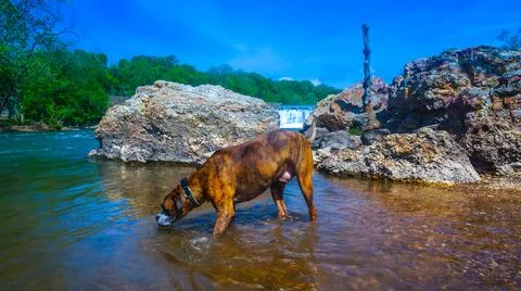 Dog plays in a creek to cool off during summer. Stock Photos
