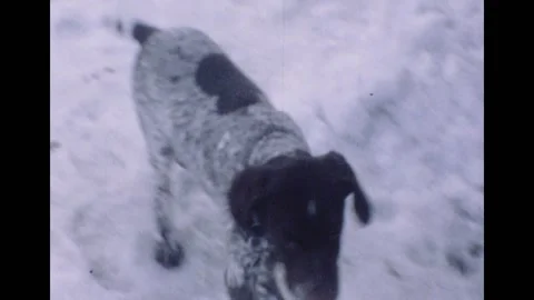 Dog plays in Deep Snow, New Hampshire, countryside, Vintage, 1960s Stock Footage 145382865