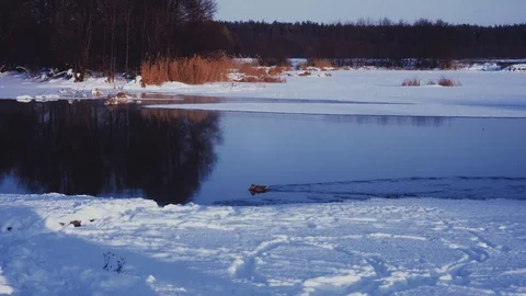 Dog plays with a Duck floating in a winter pond Stock Footage 101340159