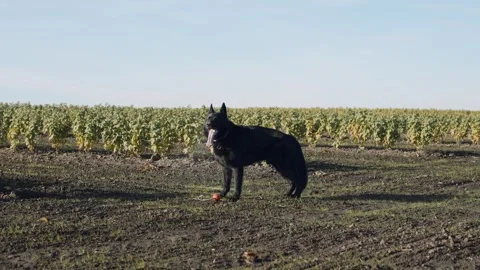 Dog plays in field with dog handler in vineyard during sunny day in autumn Video stock 325582103