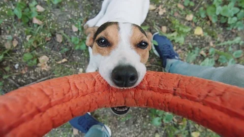 Dog plays with his master with the ring. Stock Footage 76890643