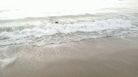 Dog plays in the ocean Stock Footage 115995744