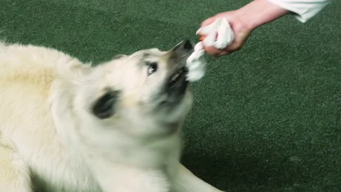 A dog plays with the owner and pulls at the dog toy Stockbeeldmateriaal 172153106