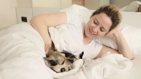 The dog plays with the owner in the bed, a small pet in the bedroom, a cute.. Stock Footage 239246874