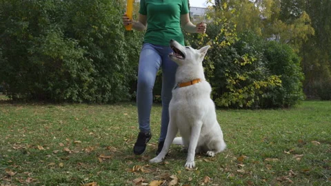 The dog plays with the owner, performs the trick. White Swiss Shepherd dog runs Stock Footage 96106543