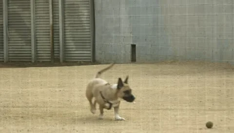 Dog Plays At Park Stock Footage 11361040