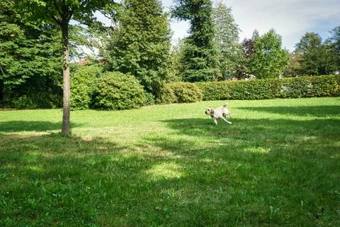 Dog plays in a park on a summer day Stock Photos