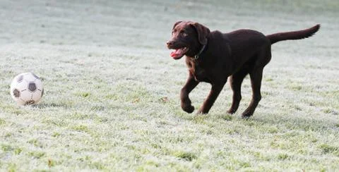 Dog plays Stockfoto's