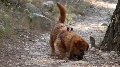 Dog plays with pine cone on forest path Stock Footage 311994053