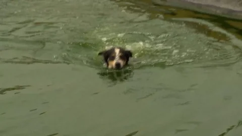 Dog plays in pool Stock Footage 82916305
