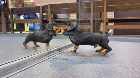 Dog plays with reflection in mirror, competes, pokes nose, scratches paw attack 스톡 동영상 252049854