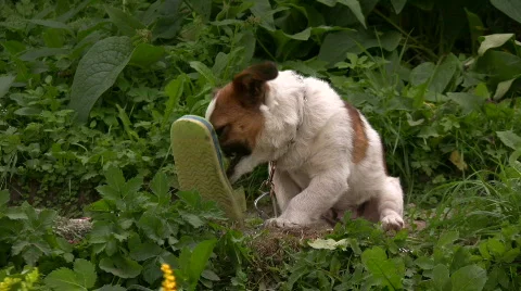 Dog plays with shoe in a backyard Stock Footage 774725