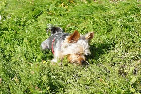 A dog plays with a stone in the grass Stock Photos