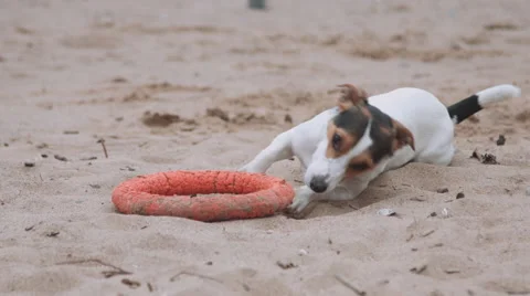 Dog plays with a toy on the beach Vídeos de archivo 68449607