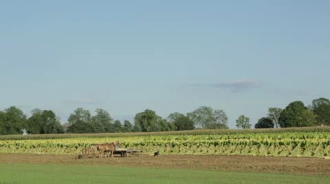 Dog By Plow In Field Stock Footage 21456203