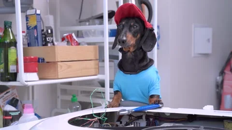 Dog in plumber uniform opened panel washing machine and repairs it with wrench Stock Footage 130814129