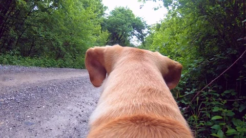Dog Point Of View Video. Stock Footage 108677901