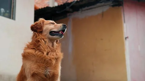 Dog polite Stock Footage 241172877