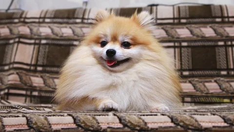 Dog pomeranian spitz lying on the sofa and looking directly at the camera. Sh Stock Footage 120464413