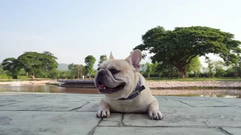 Dog at pond Stock Footage 130483818