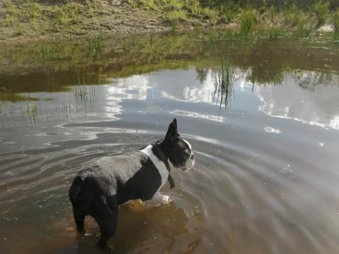 Dog in pond Stock Photos